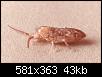         

:  Springtail%20adult.jpg
:  360
:  43,4 KB