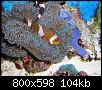         

:  billy reef 399 (Large).jpg
:  384
:  104,3 KB