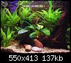         

:  betta-tank-1.jpg
:  467
:  136,9 KB