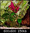         

:  plants-010.jpg
:  301
:  149,9 KB