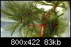         

:   Myriophyllum spicatum.jpg
:  1148
:  82,6 KB