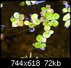        

:      Spirodella polyrhiza.jpg
:  1060
:  72,3 KB