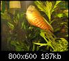         

:  gourami.jpg
:  464
:  187,1 KB