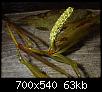         

:  Potamogeton-lucens-1.jpg
:  609
:  62,6 KB