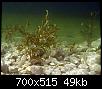         

:  Potamogeton-lucens-3.jpg
:  643
:  49,2 KB