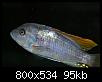         

:  fish1.jpg
:  262
:  94,7 KB