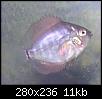         

:  1babydiscus  27 days.jpg
:  298
:  11,1 KB