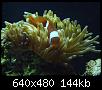         

:  nemo and anemone.JPG
:  224
:  144,3 KB