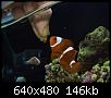         

:  feeding nemo.JPG
:  222
:  146,3 KB