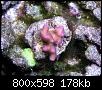         

:  Coral01.JPG
:  385
:  177,7 KB