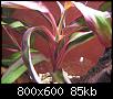         

:  plant 1.jpg
:  470
:  85,0 KB