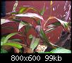         

:  plant 2.jpg
:  443
:  98,6 KB