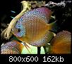         

:  discus04.JPG
:  531
:  162,2 KB