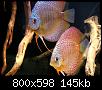         

:  discus03.JPG
:  486
:  144,8 KB