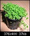         

:  Hemianthus callitrichoides.jpg
:  387
:  36,6 KB