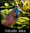         

:  gourami.jpg
:  743
:  66,0 KB