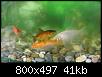         

:  Fish3.jpg
:  342
:  40,5 KB