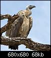         

:  vulture.jpg
:  324
:  67,6 KB