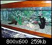         

:  my 2nd aquarium(b).jpg
:  1557
:  259,2 KB