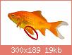         

:  comet_goldfish_1.jpg
:  326
:  19,0 KB