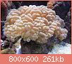         

:  buble coral.JPG
:  254
:  261,2 KB