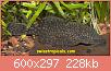         

:  Ancistrus sp Pucallpa female.JPG
:  457
:  227,9 KB