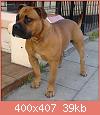         

:  OldAnglicanBulldoggeNelson2EnglishBulldogPitBullHybridDog.JPG
:  3258
:  39,5 KB