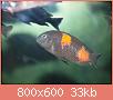         

:  fish 256.jpg
:  464
:  32,8 KB