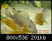         

:  Geophagus_steindachneri_2.jpg
:  457
:  200,5 KB