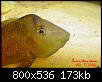         

:  Geophagus_steindachneri_s.JPG
:  467
:  172,8 KB