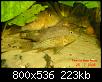         

:  Geophagus_steindachneri_3.jpg
:  490
:  223,4 KB