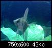         

:  aquarium 7.JPG
:  446
:  42,9 KB