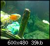         

:  aquarium 6.JPG
:  470
:  38,7 KB