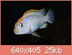         

:  Pseudotropheus red top ndumbi muzjak 3.jpg
:  420
:  25,2 KB