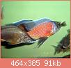         

:  copadichromis_borleyi_nice_red_1-1-1.jpg
:  388
:  91,0 KB