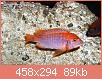         

:  iodotropheus_sprengerae_red_3-1.jpg
:  434
:  89,4 KB