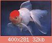         

:  Gold Fish Red Cap.jpg
:  200
:  32,2 KB