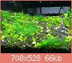         

:  algae 2.jpg
:  320
:  66,2 KB