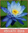         

:  stock-photo-blue-water-lily-56364250.jpg
:  1006
:  81,0 KB