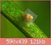         

:  Anentome_helena_eggs.jpg
:  783
:  121,5 KB