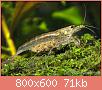         

:  amano-shrimp-1.jpg
:  294
:  71,2 KB