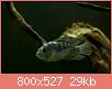         

:  blue acara_1.jpg
:  2451
:  28,6 KB