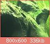         

:  algae1.jpg
:  1631
:  336,3 KB