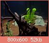         

:  aquarium2.jpg
:  582
:  52,1 KB