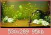         

:  aquarium14.jpg
:  403
:  95,4 KB