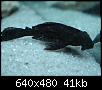         

:  pleco.jpg
:  335
:  41,3 KB