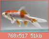         

:  goldfish comet.JPG
:  386
:  51,4 KB