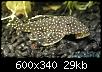         

:  Gold_Nugget_Pleco_2.jpg
:  206
:  28,7 KB