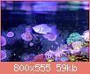         

:  saltwater-molly-reef-tank.jpg
:  329
:  59,4 KB