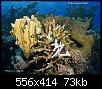         

:  Coral Bleaching.jpg
:  736
:  73,3 KB